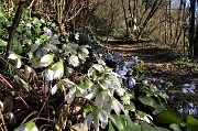 MONTE ZUCCO (1232 m) ad anello da casa-Zogno (300 m) con festa di fiori (17mar21)  - FOTOGALLERY